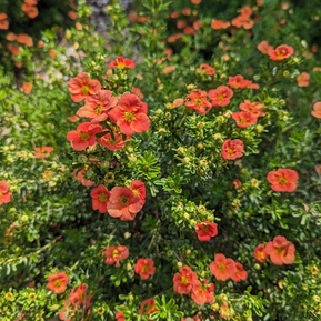 Лапчатка кустарниковая "Оранж Стар" (Orange Star)