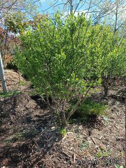 Бересклет европейский формированный