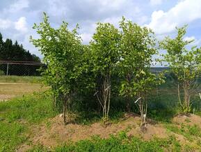 Блок живой изгороди Боярышник Арнольда