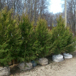 Туя западная Ауреоспиката (Aureospicata)