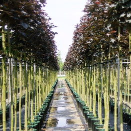 Клен Остролистный Кримсон Кинг (Crimson King)