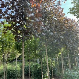 Клен Остролистный Кримсон Кинг (Crimson King)