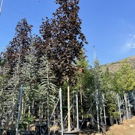 Клен Остролистный Кримсон Кинг (Crimson King)