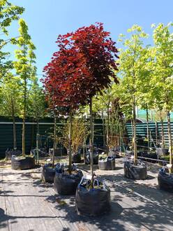 Клен Остролистный Кримсон Кинг (Crimson King)