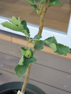 Боярышник крупноплодный "Шамиль" (Shamil)