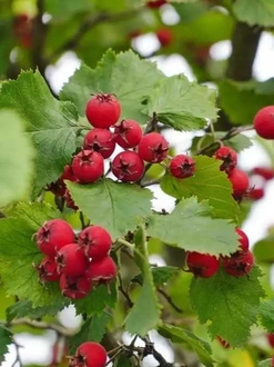 Боярышник крупноплодный "Шамиль" (Shamil)