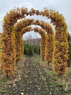 Арка из дуба черешчатого "Фастигиата Костер" (Fastigiata Koster)