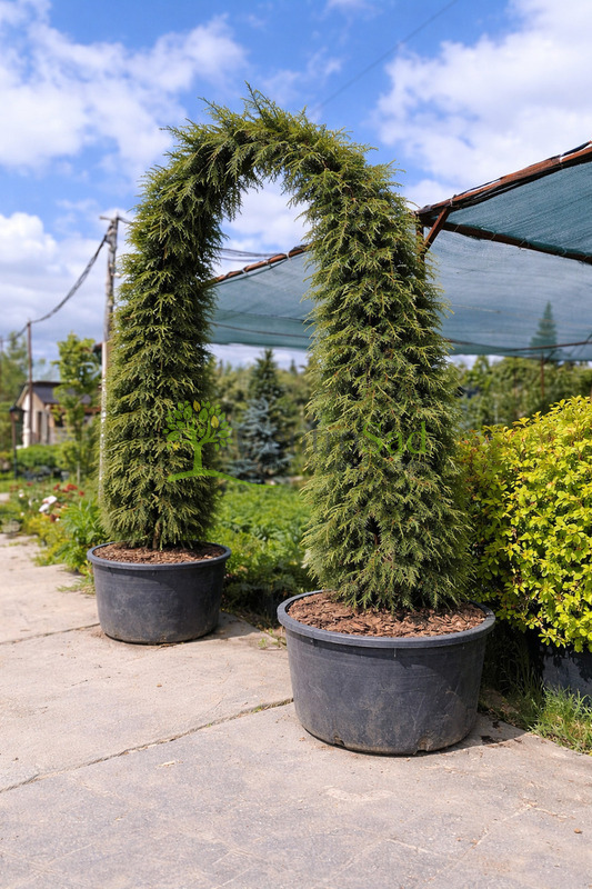 Арка из обыкновенной ели