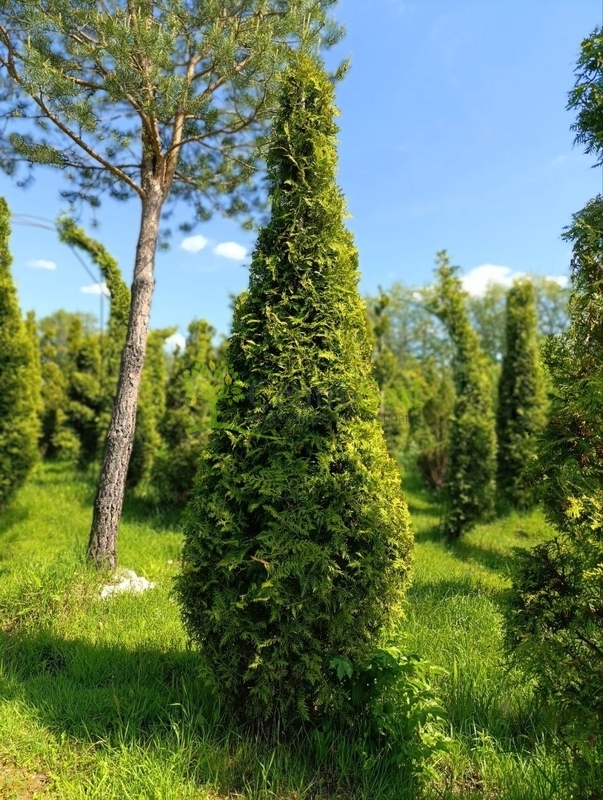 Ель форма стог