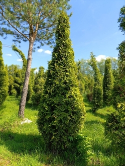 Ель форма стог