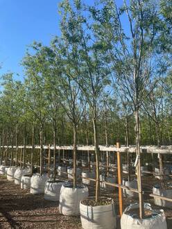 Ива Свердловская Извилистая