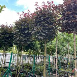 Клен Остролистный Кримсон Сентри (Crimson Sentry)