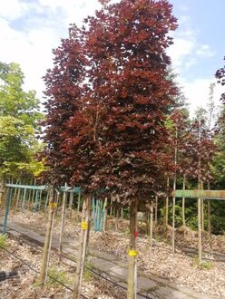 Клен Остролистный Кримсон Сентри (Crimson Sentry)