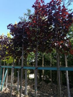 Клен Остролистный Кримсон Сентри (Crimson Sentry)