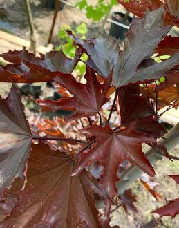 Клен Остролистный Кримсон Сентри (Crimson Sentry)