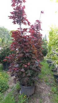 Клен Остролистный Кримсон Сентри (Crimson Sentry)