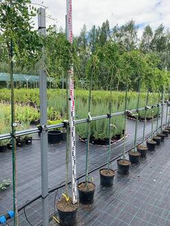 Карагана древовидная Пендула (Caragana Pendula)
