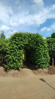 Арка из липы крупнолистной "Фастигиата" (Fastigiata)