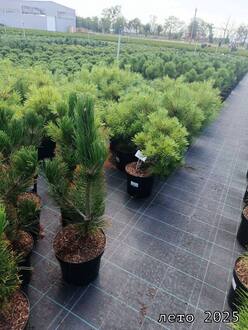 Сосна белокорая Гельдрейха