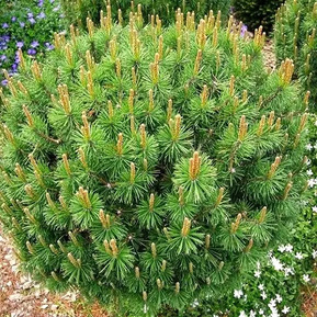 Сосна горная Ротундата (Rotundata)