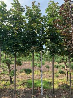 Клен Остролистный Дебора (Debora)