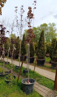 Клен Остролистный Дебора (Debora)