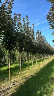 Клен Остролистный Дебора (Debora)