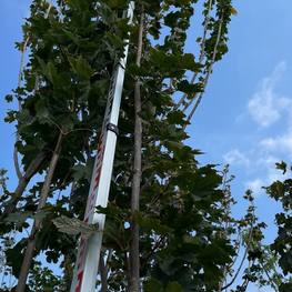 Клен Остролистный Дебора (Debora)