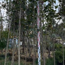 Клен Остролистный Дебора (Debora)