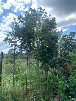 Клен Остролистный Дебора (Debora)