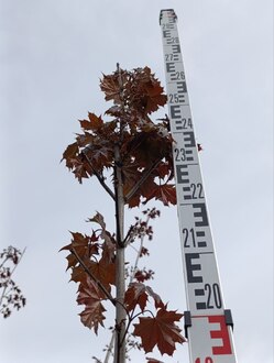 Клен Остролистный Дебора (Debora)