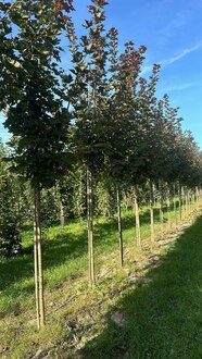 Клен Остролистный Дебора (Debora)