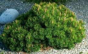 Сосна горная Лиллипут (Liliput)