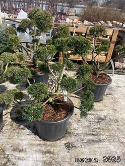 Сосна горная "Мугус" (Mughus) форма НИВАКИ