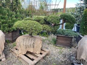 Сосна горная "Пумилио" (Pumilio) форма НИВАКИ