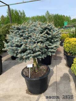 Ель колючая Глаука Глобоза (Glauca Globosa) форма Ниваки
