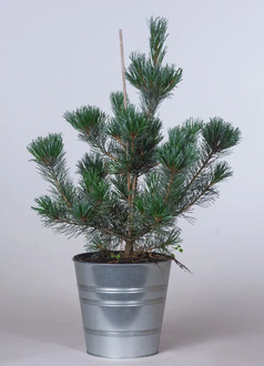 Кедровый стланик Глаука (Glauca)