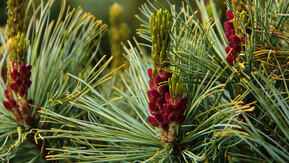 Кедровый стланик Глаука (Glauca)