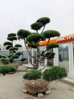 Сосна обыкновенная формированная Бонсай Помпон