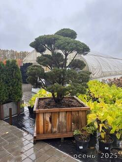 Сосна обыкновенная формированная Бонсай