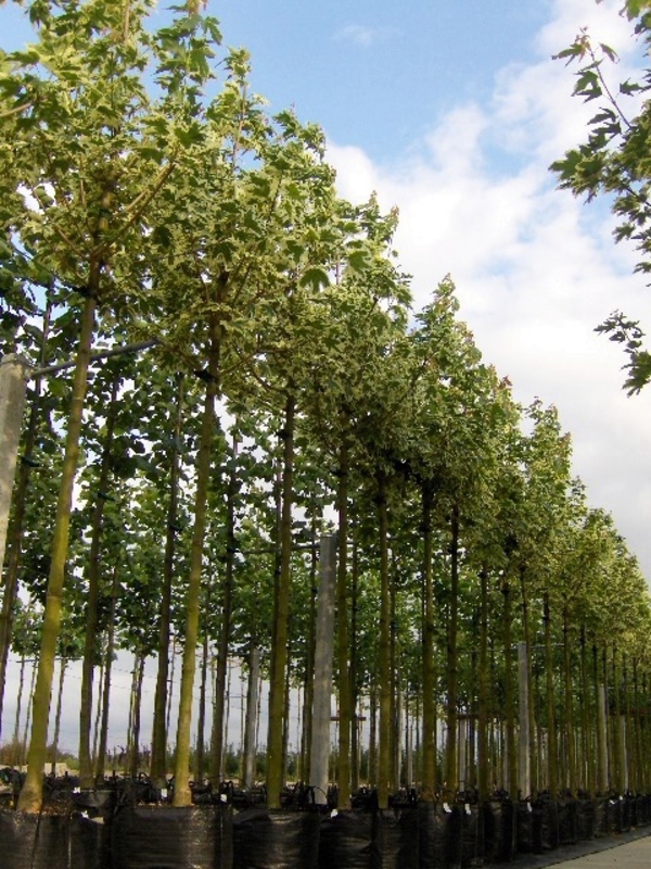 Клен Остролистный Друммонди (Drummondii)