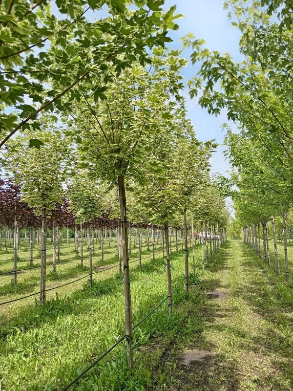 Клен Остролистный Друммонди (Drummondii)