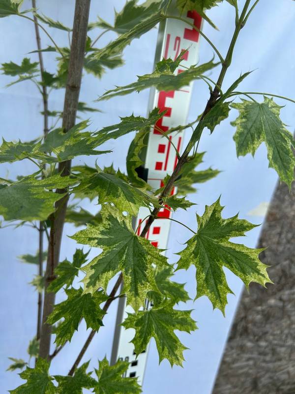 Клен Остролистный Друммонди (Drummondii)