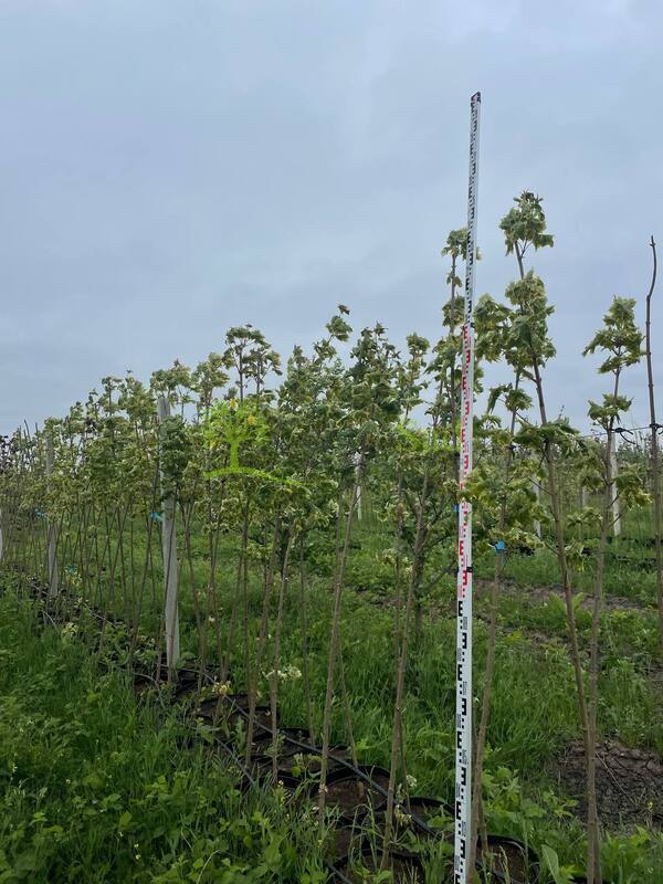 Клен Остролистный Друммонди (Drummondii)