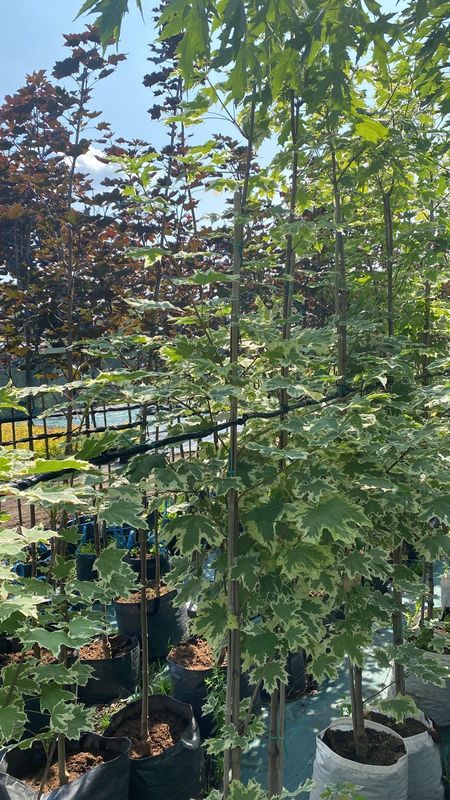 Клен Остролистный Друммонди (Drummondii)