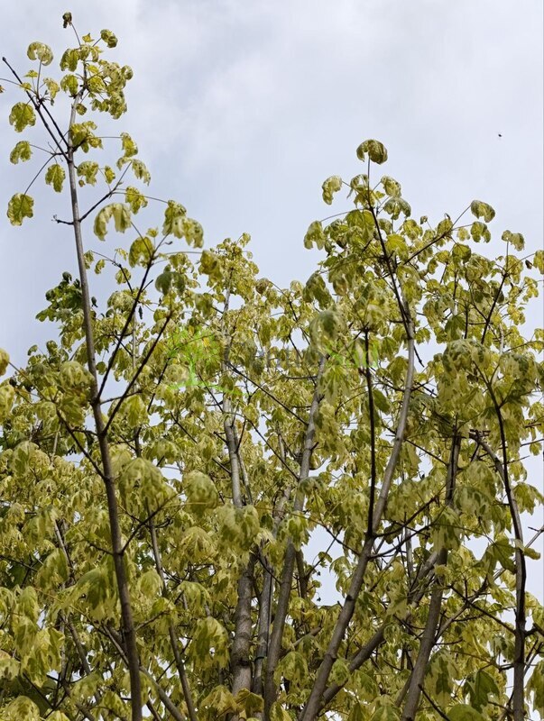 Клен Остролистный Друммонди (Drummondii)