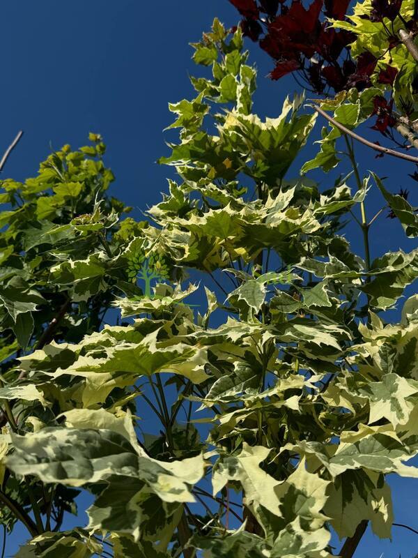 Клен Остролистный Друммонди (Drummondii)