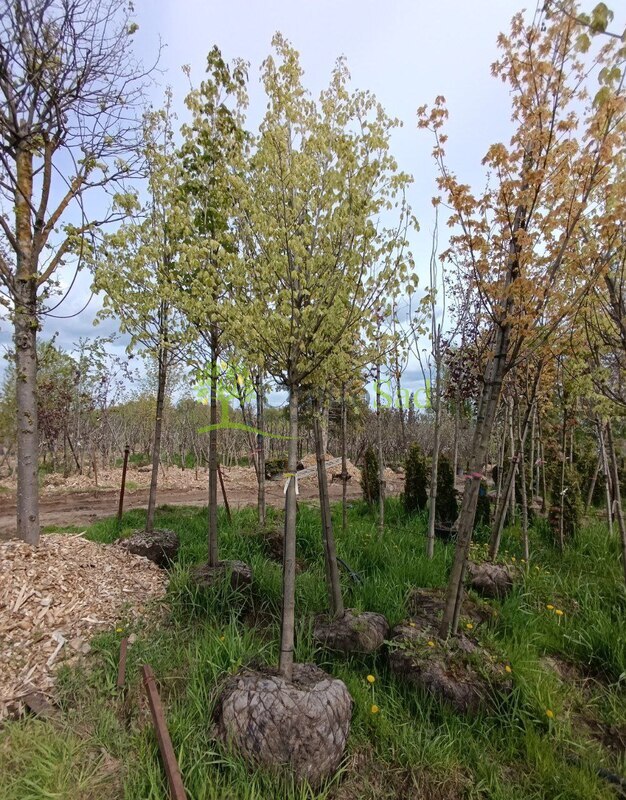 Клен Остролистный Друммонди (Drummondii)