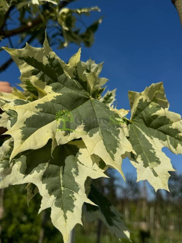 Клен Остролистный Друммонди (Drummondii)