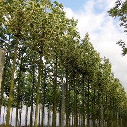 Клен Остролистный Друммонди (Drummondii)